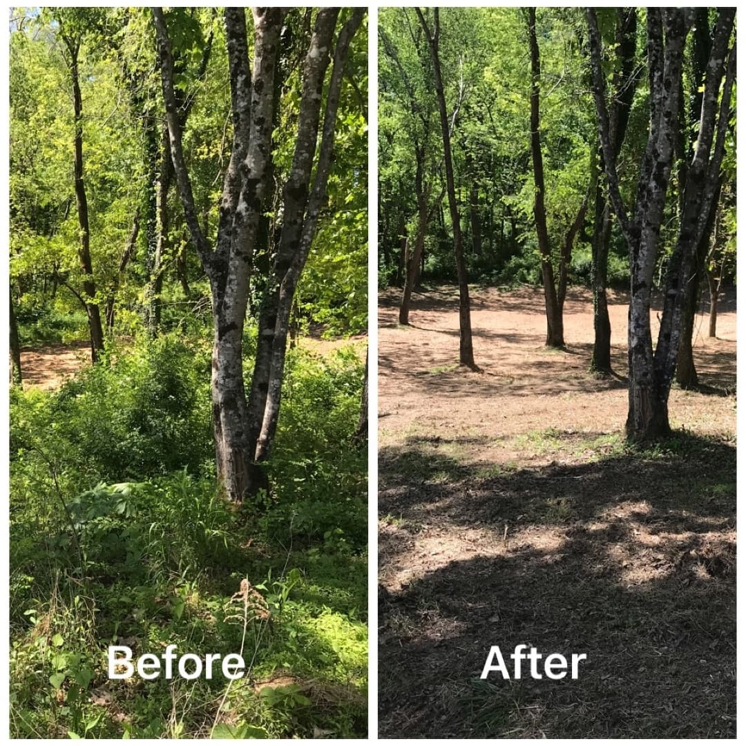 Before and after — heavy brush along the yard cleared back